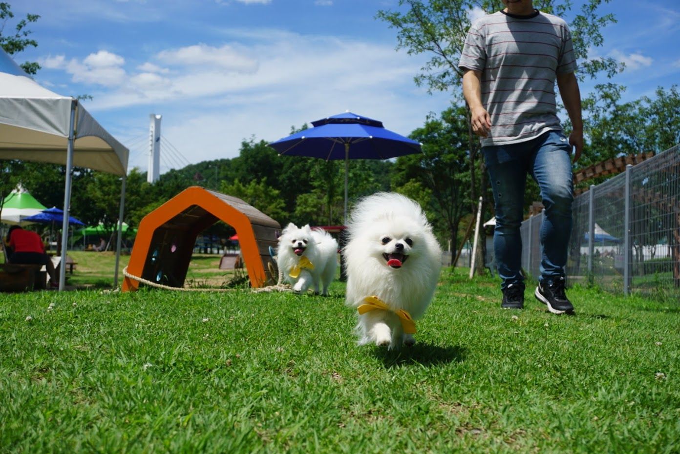 기흥레스피아 호수공원 반려견놀이터