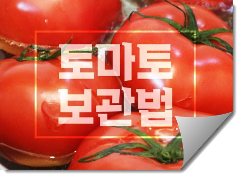 토마토 보관방법
