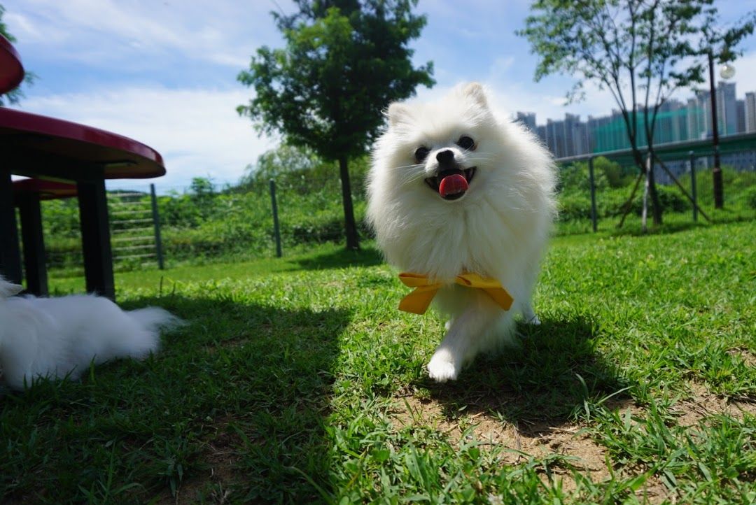 반려동물 산책