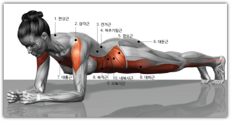 플랭크